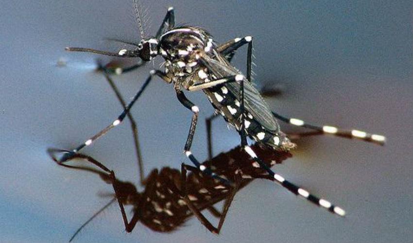 Mosquito Borne Diseases in Europe: Containment Strategy Depends on When the Alarm Sets Off